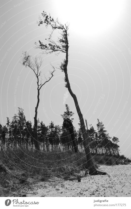 Weststrand Schwarzweißfoto Außenaufnahme Tag Gegenlicht Umwelt Natur Landschaft Pflanze Baum Küste Strand Ostsee Meer dunkel Stimmung ruhig Windflüchter Wald