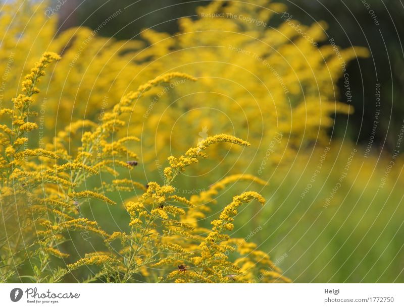 Klangfarbe | es summt und brummt... Umwelt Natur Pflanze Sommer Schönes Wetter Blume Blüte Kanadische Goldrute Garten Blühend stehen Wachstum Duft schön