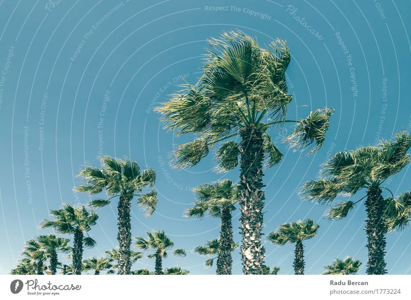 Grüne Palmen auf klarem blauem Himmel exotisch Ferien & Urlaub & Reisen Sommer Sonne Strand Insel Umwelt Natur Landschaft Pflanze Wolkenloser Himmel Wind Baum
