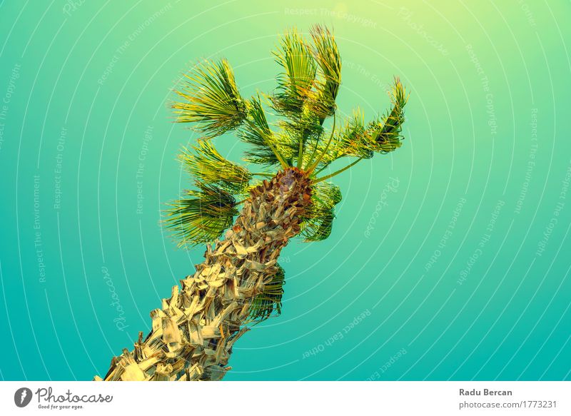 Grüne Palme auf klarem blauem Himmel exotisch Ferien & Urlaub & Reisen Sommer Sonne Strand Insel Umwelt Natur Landschaft Pflanze Wolkenloser Himmel Wind Baum