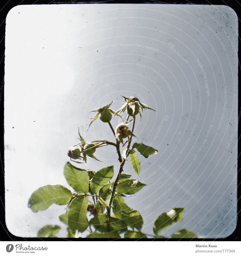 gesträuch Pflanze Blume Sträucher Blatt Blüte Wildpflanze Blütenknospen Kapsel Stern (Symbol) alt Blühend leuchten dehydrieren Wachstum ästhetisch einzigartig