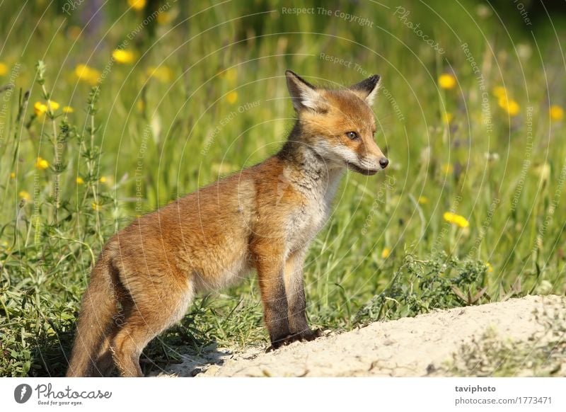 Red Fox Baby In Der Nahe Der Hohle Ein Lizenzfreies Stock Foto Von Photocase