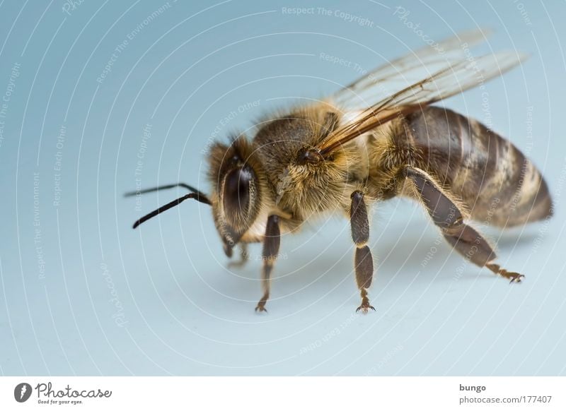 apis mellifera Farbfoto Studioaufnahme Makroaufnahme Textfreiraum links Kunstlicht Froschperspektive Tierporträt Wildtier Biene Insekt Gliederfüßer fliegen