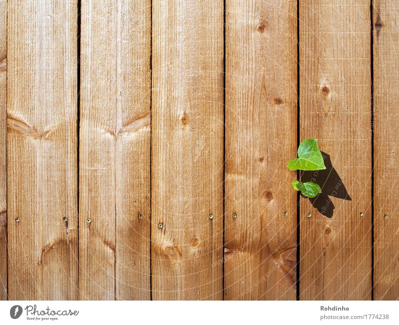 Durchbruch Sommer Pflanze Efeu Mauer Wand Holz einzigartig braun gelb grün Optimismus Holzbrett Spalte Gletscherspalte Freiheit Kraft Linie Blatt Unendlichkeit