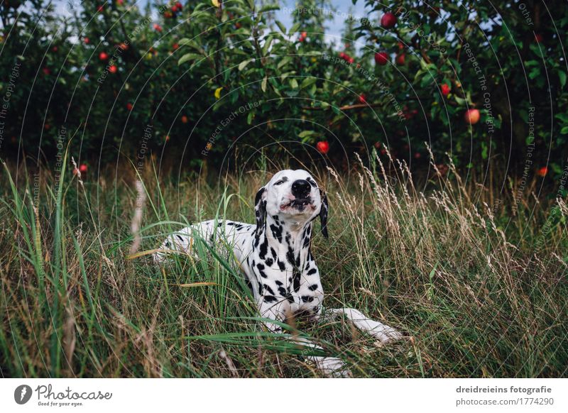 Dalmatiner liegt im Gras und frisst einen Apfel ein lizenzfreies