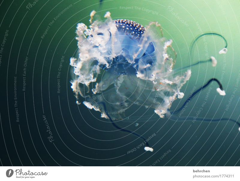 klangfarbe | schwerelos Natur Tier Wasser Meer Wildtier Qualle Aquarium Tentakel 1 Schwimmen & Baden außergewöhnlich elegant exotisch schön Schweben