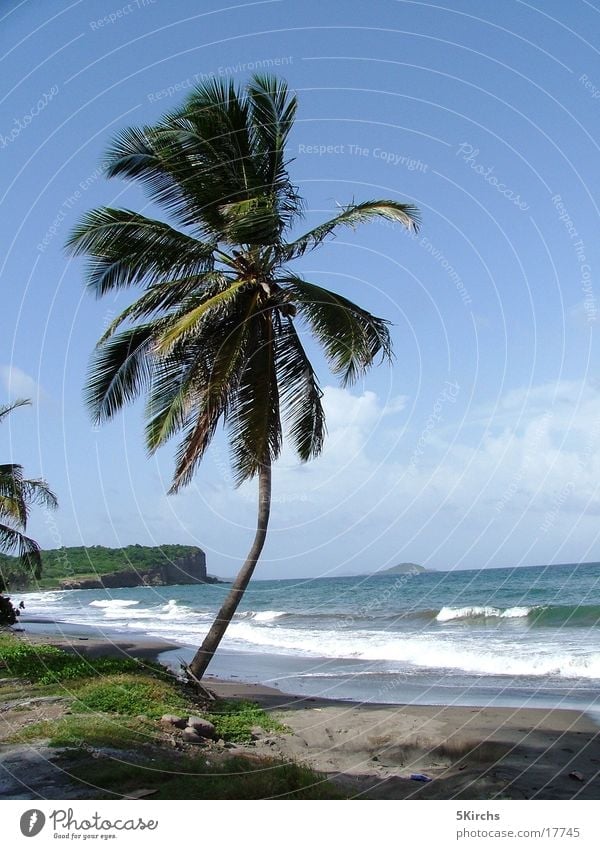 Die perfekte Palme Meer Strand Tobago Kleine Antillen Ferien & Urlaub & Reisen Wind