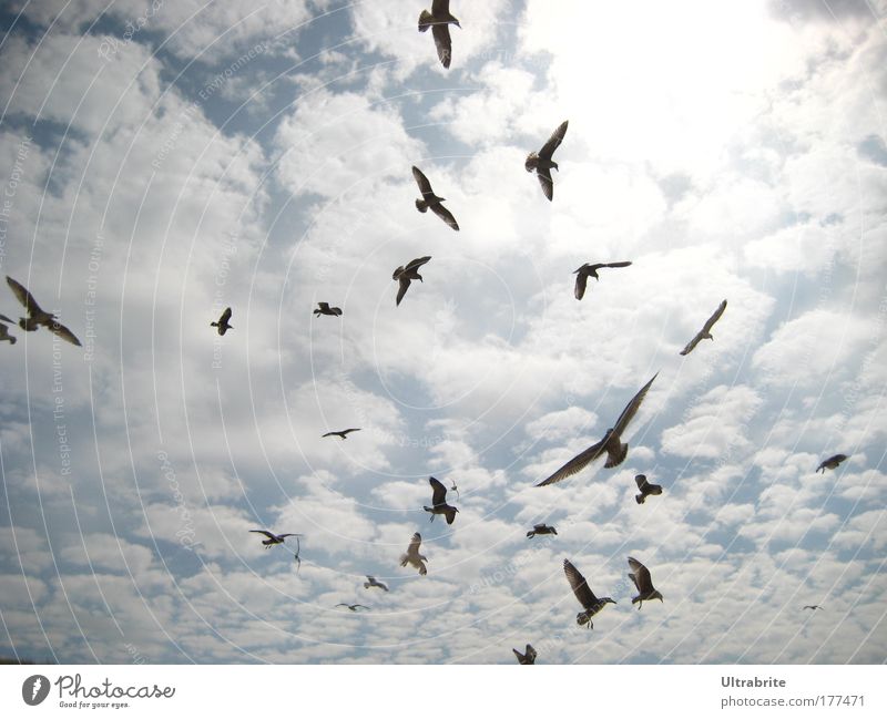 Möwensturm Farbfoto Außenaufnahme Menschenleer Tag Sonnenlicht Bewegungsunschärfe Froschperspektive Luft Himmel Wolken Sommer Nordsee Tier Vogel Flügel