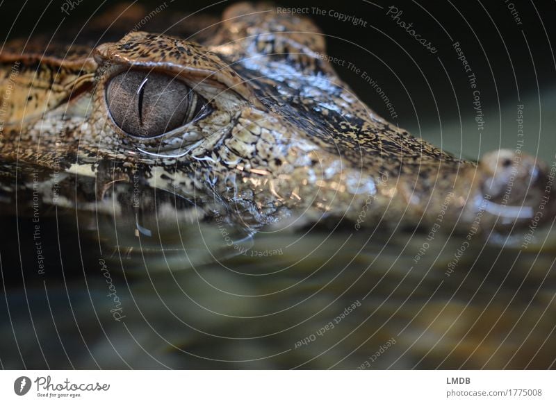 Krokodil - III Tier Wasser Wildtier Schuppen 1 bedrohlich exotisch gefährlich Alligator Reptil beobachten Angst Ekel Pupille Wasserspiegelung Farbfoto