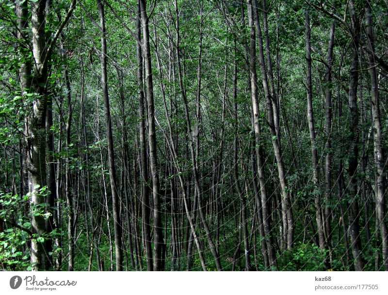 Elfenwelt Wald Baum Blatt grün Landschaft Natur Urwald Märchenwald Pflanze Geister u. Gespenster Hexe Ferien & Urlaub & Reisen Angst Umwelt Wildnis Holz
