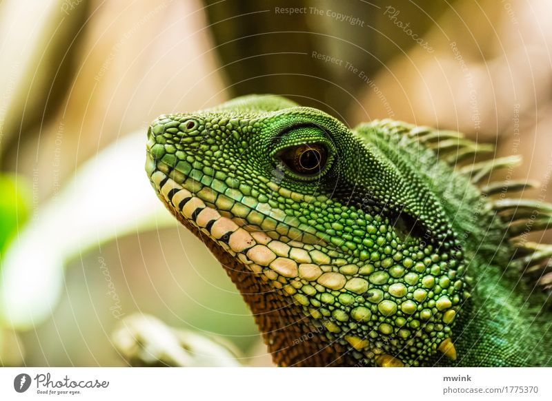 iguana Natur Wildtier Zoo 1 Tier Jagd Blick ästhetisch sportlich exotisch Geschwindigkeit stark wild gelb grün Tapferkeit Willensstärke Tatkraft Abenteuer
