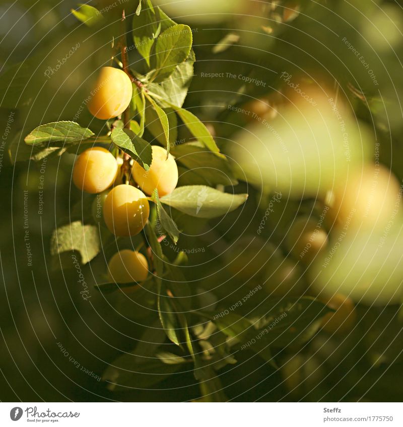Mirabellen reifen im Obstgarten Pflaumen Früchte Obsternte gelbe Früchte sonnenreif Gartenobst gelbe Pflaumen Mirabellenbaum aus eigenem Garten Bioobst