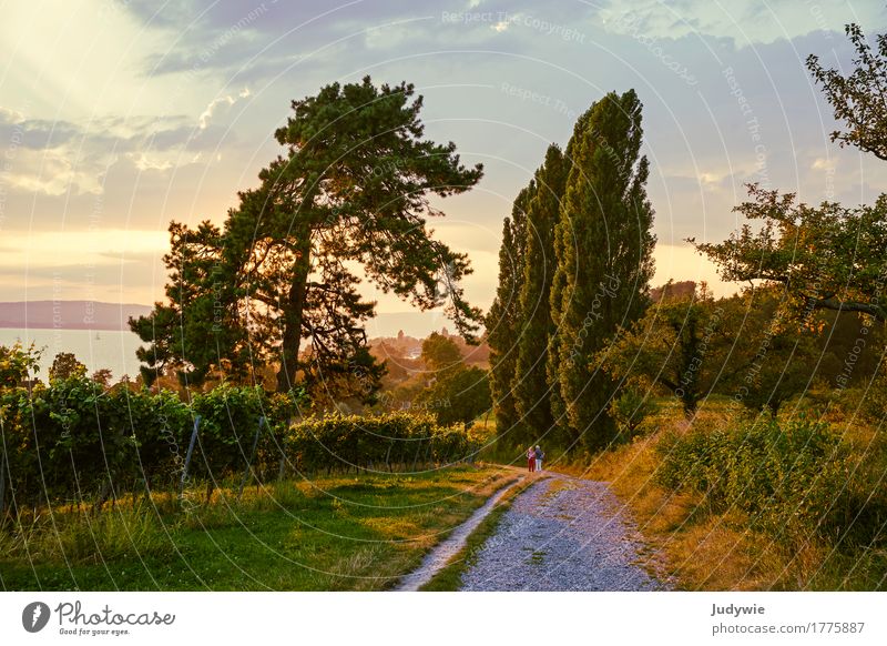 Toskana-Stimmung am Bodensee Sommer Sommerurlaub Sonne wandern Umwelt Natur Landschaft Sonnenaufgang Sonnenuntergang Sonnenlicht Herbst Schönes Wetter Pflanze