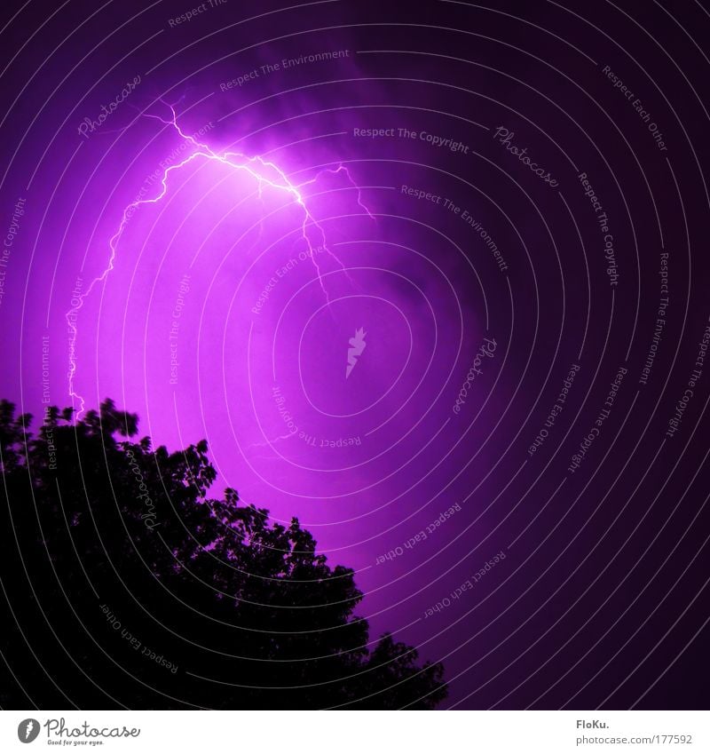Funkenentladung Farbfoto Außenaufnahme Menschenleer Nacht Licht Umwelt Himmel Sommer Klima Klimawandel Wetter schlechtes Wetter Unwetter Gewitter Blitze Baum