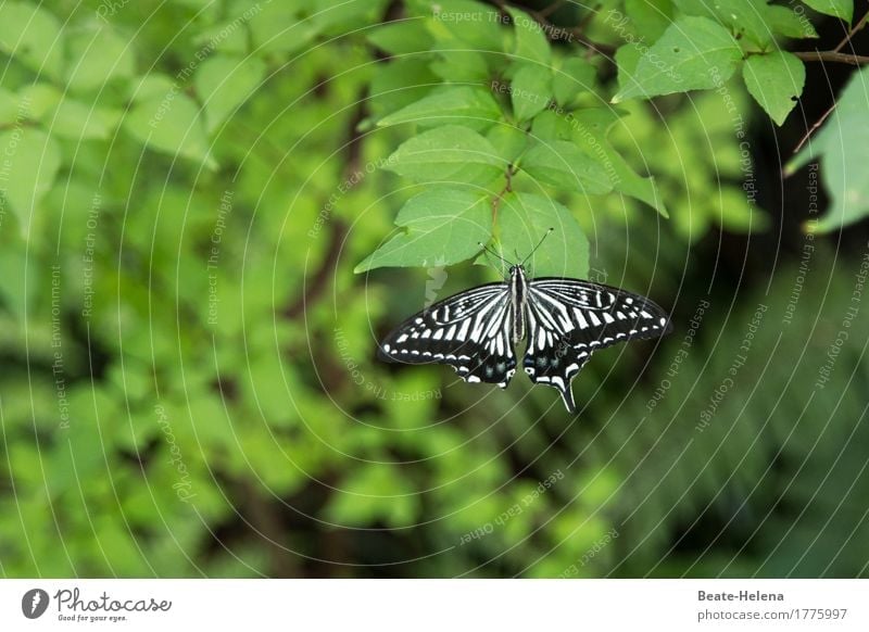 Broken Wings schön Umwelt Tier Sommer Park Asien Japan Schmetterling fliegen ästhetisch außergewöhnlich schwarz weiß Willensstärke Zufriedenheit Bewegung