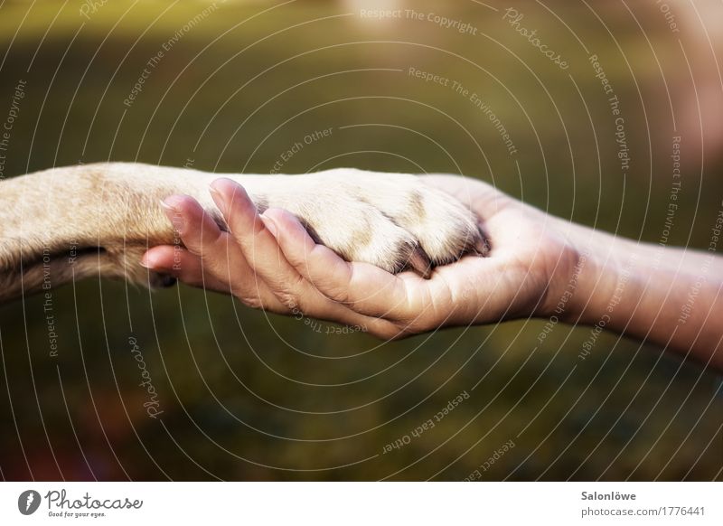 Friends ruhig Mensch Freundschaft Hand Umwelt Natur Tier Hund Zeichen festhalten Kommunizieren Umarmen Glück Unendlichkeit Gefühle Kraft Vertrauen Sympathie