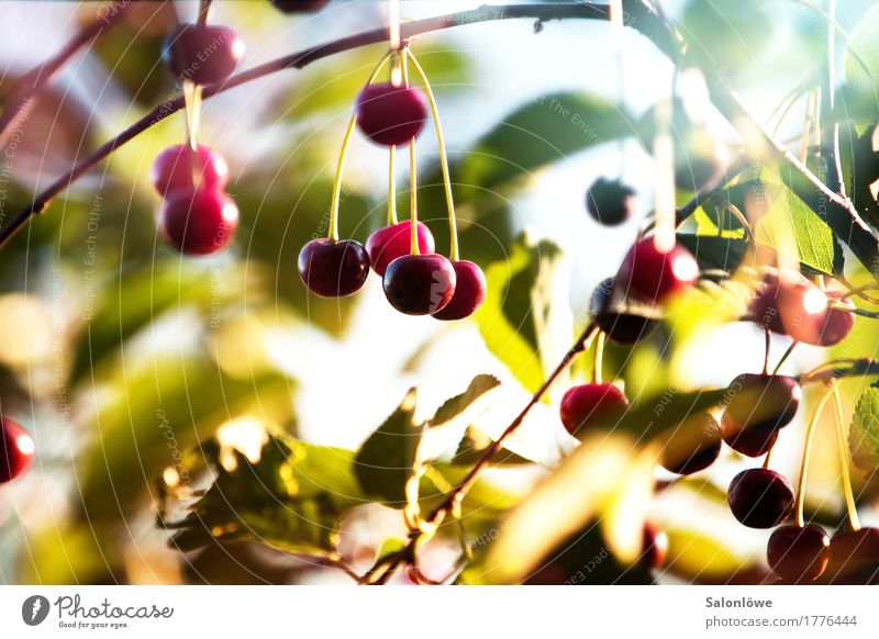 Cherry, cherry! Frucht Ernährung Bioprodukte Vegetarische Ernährung Umwelt Natur Pflanze Sommer Schönes Wetter Baum Blatt Garten lecker saftig sauer schön süß