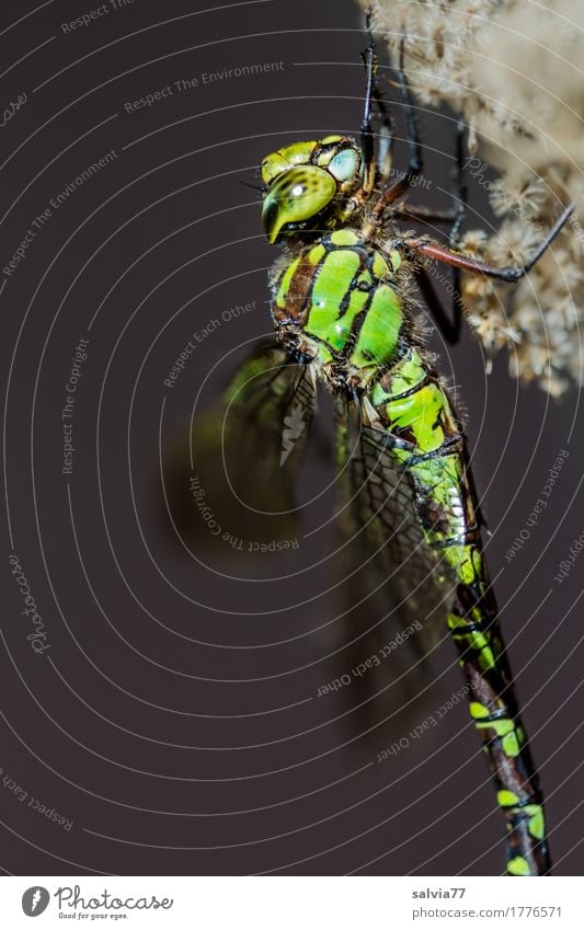 Mosaikjungfer Natur Tier Moor Sumpf Tiergesicht Flügel Libelle Libellenflügel Insekt Groß Libelle 1 grau grün Facettenauge Farbfoto Außenaufnahme Makroaufnahme