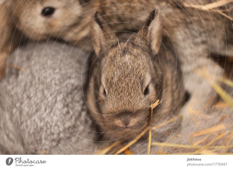 Kaninchen hatten wilden Herrenbesuch... Lebensmittel Ernährung Umwelt Natur Tier Haustier Nutztier Wildtier Hase & Kaninchen 3 Tierjunges außergewöhnlich