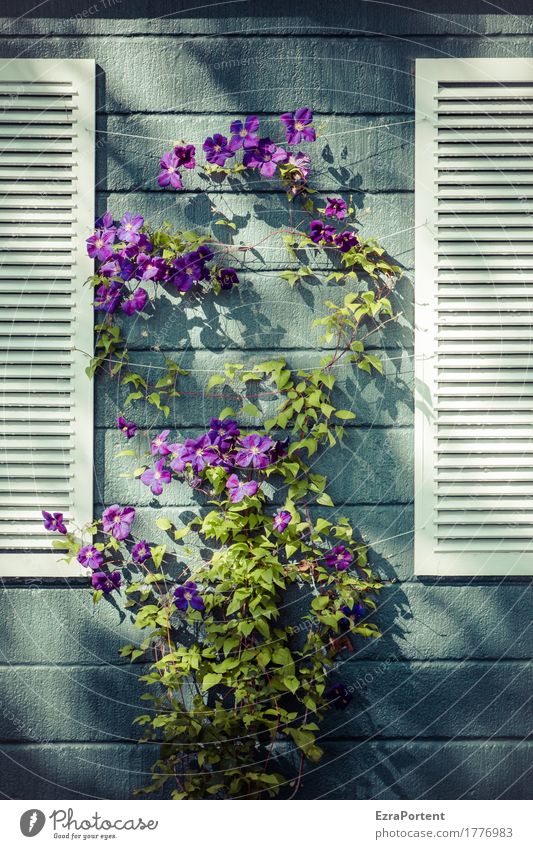 Blumenladen Pflanze Blatt Blüte Haus Bauwerk Gebäude Mauer Wand Fassade Linie Streifen blau violett weiß Blühend Klettern Kletterpflanzen Clematis Fensterladen