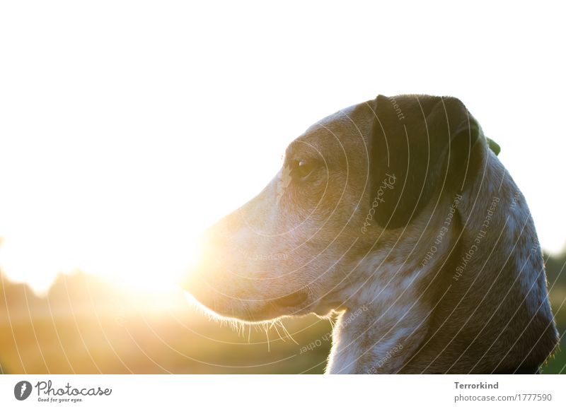 Hund im Gegenlicht Sonnenlicht Hundekopf Tier Außenaufnahme Haustier 1 Farbfoto Tierporträt Hundeschnauze Fell gehorsam Textfreiraum oben Podenco Schnauze