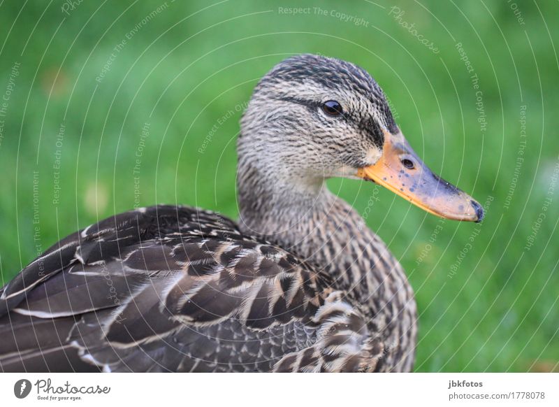 lahmes Entenportrait Lebensmittel Ernährung Umwelt Natur Tier Nutztier Wildtier Vogel 1 Lebensfreude Stockente Schnabel Auge Feder grün Außenaufnahme