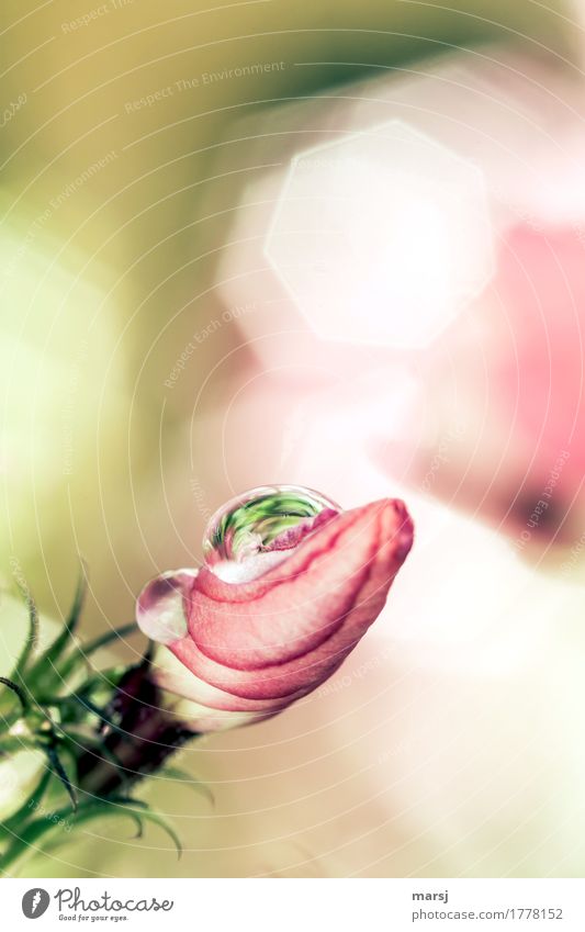 Grün im Tropfen Leben harmonisch Sinnesorgane Pflanze Wassertropfen Sommer Blüte Phlox Blütenknospen frisch ruhig Hoffnung demütig Reflexion & Spiegelung