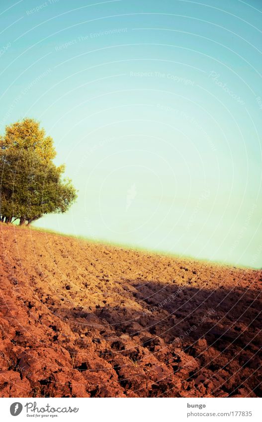 rusticus studiosus Farbfoto Außenaufnahme Tag Schatten Umwelt Natur Landschaft Wolkenloser Himmel Horizont Schönes Wetter Baum Feld ästhetisch Unendlichkeit