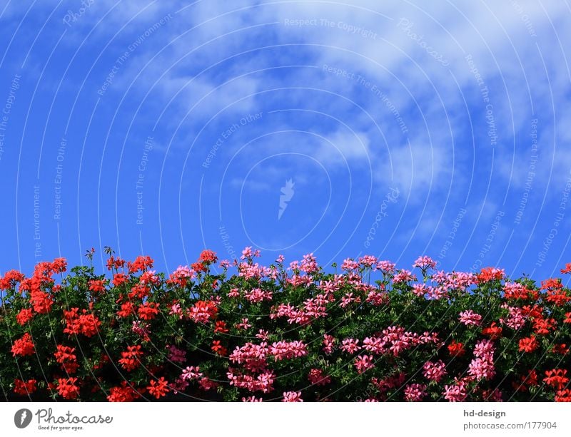 Geranien Farbfoto Außenaufnahme Menschenleer Tag Natur Pflanze Himmel Wolken Sommer Schönes Wetter Wärme Blüte Grünpflanze Pelargonie Duft schön blau mehrfarbig