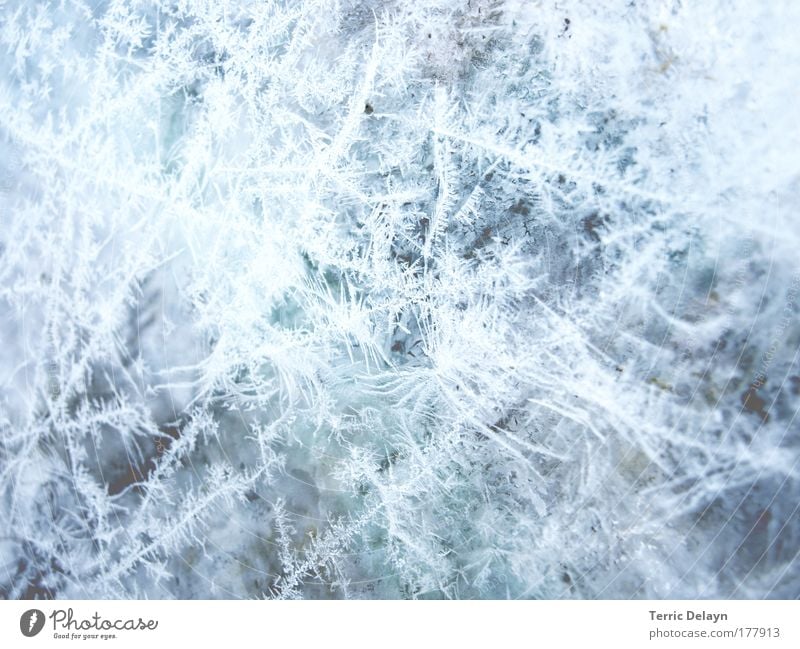 Eisblumen Detailaufnahme Muster Strukturen & Formen Tag Lichterscheinung Natur Wasser Winter Frost Fenster Glas Kristalle Ornament Tropfen frieren Wachstum