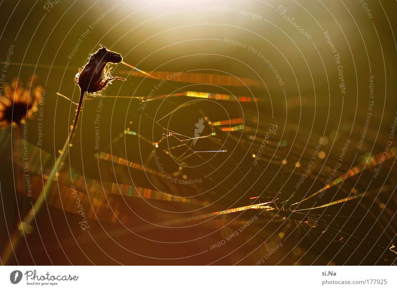 Herbstanfang Farbfoto Außenaufnahme Nahaufnahme Makroaufnahme Menschenleer Textfreiraum oben Abend Licht Schatten Kontrast Silhouette Reflexion & Spiegelung