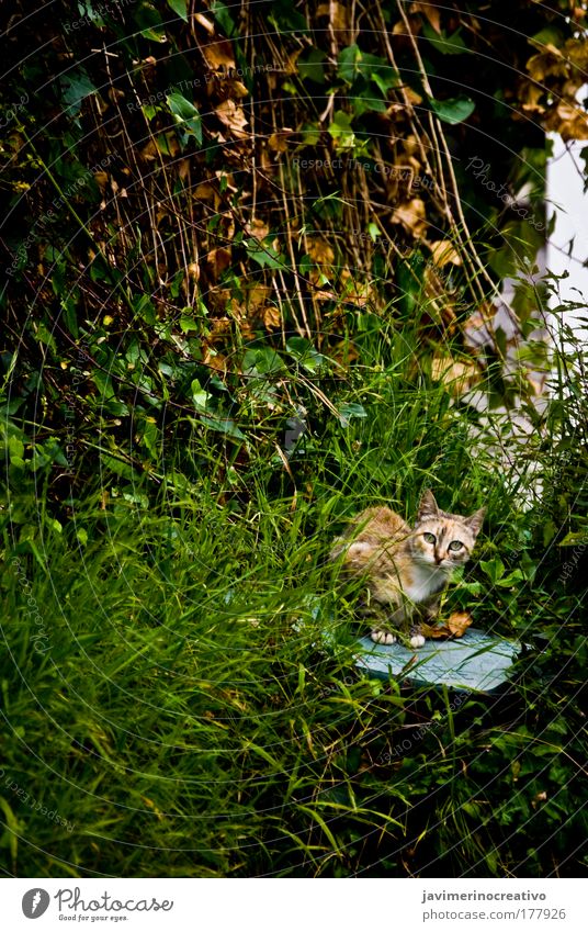 Bastet Farbfoto Außenaufnahme Pflanze Gras Garten Katze grün freilebend Hauskatze Herumtreiben Blick in die Kamera beobachten achtsam Wachsamkeit Tag