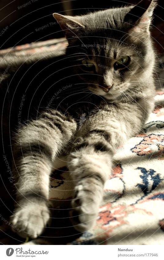 Das süße Leben Farbfoto Gedeckte Farben Innenaufnahme Menschenleer Abend Licht Schatten Sonnenlicht Sonnenstrahlen Weitwinkel Tier Haustier Katze 1 liegen