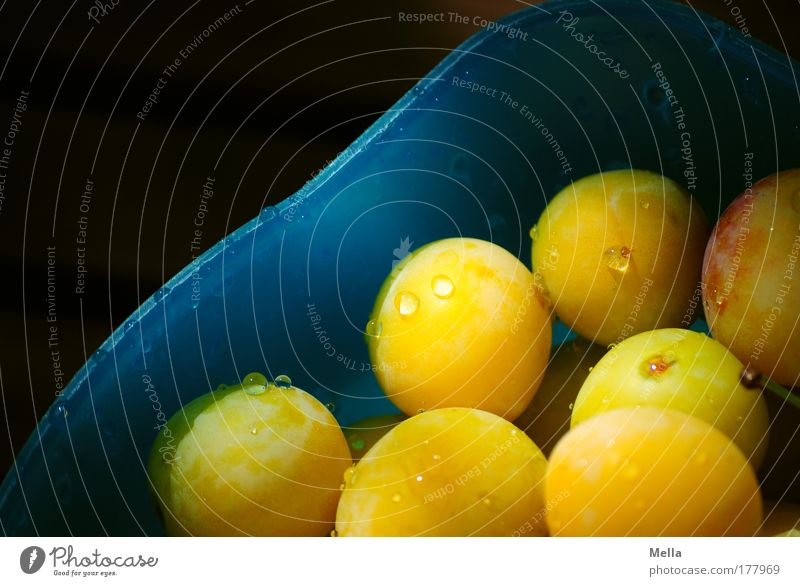 prunus domestica syriaca Farbfoto mehrfarbig Außenaufnahme Textfreiraum links Tag Licht Schatten Lebensmittel Frucht Mirabelle Ernährung Bioprodukte