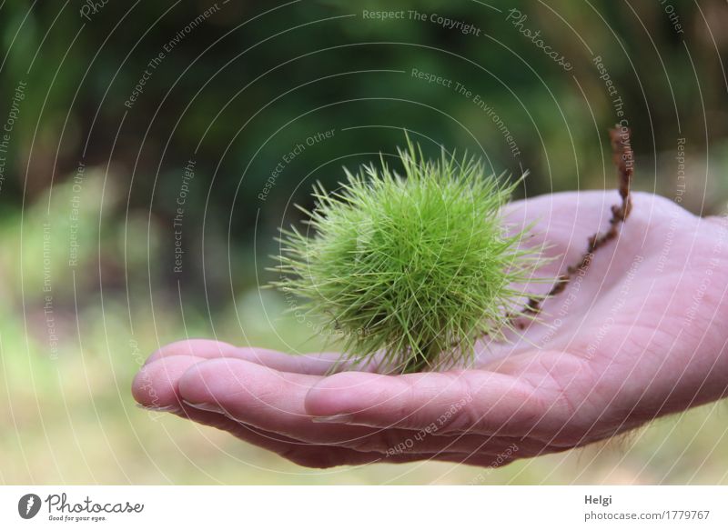 autsch...das piekst Mensch maskulin Hand Finger 60 und älter Senior Umwelt Natur Pflanze Herbst Wildpflanze Kastanie Maronen Wald festhalten liegen frisch klein