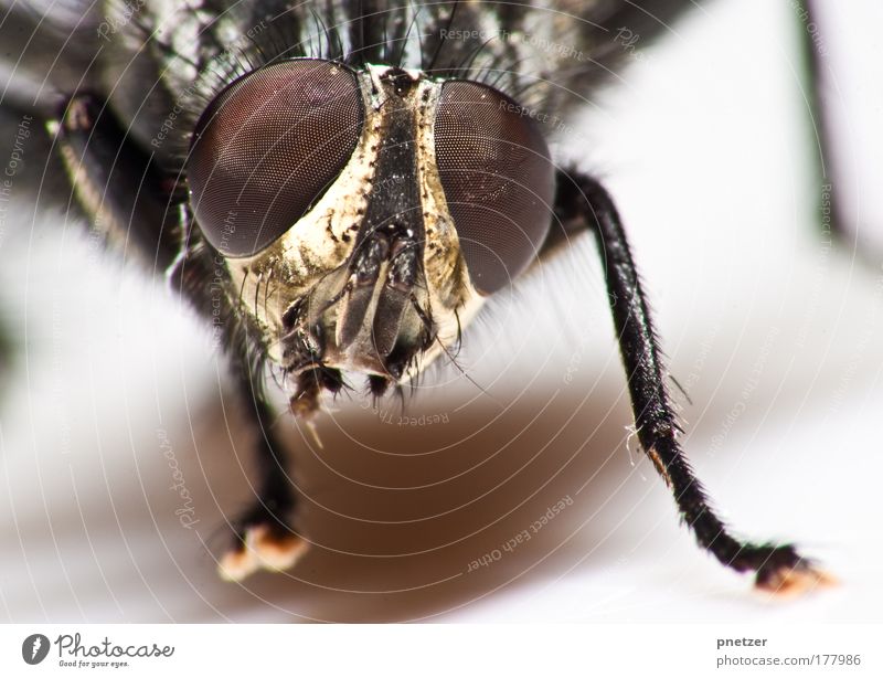 Brachycera Farbfoto Makroaufnahme Textfreiraum unten Starke Tiefenschärfe Froschperspektive Blick in die Kamera Umwelt Natur Tier Wildtier Tiergesicht Flügel