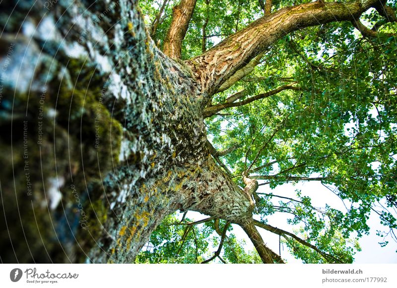 Einfach Bäumig Farbfoto Außenaufnahme Menschenleer Tag Licht Schatten Kontrast Sonnenlicht Gegenlicht Froschperspektive Sommer Natur Tier Baum alt fest