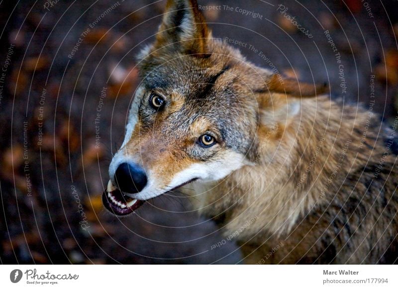 Canis lupus Tier Wildtier Tiergesicht 1 Aggression bedrohlich wild braun Wachsamkeit Angst gefährlich Wolf Gebiss Auge Zähne zeigen fletschen Farbfoto