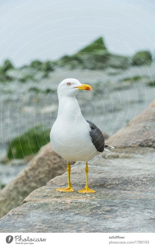 Futter Tier Vogel 1 Blick Ein Lizenzfreies Stock Foto Von Photocase