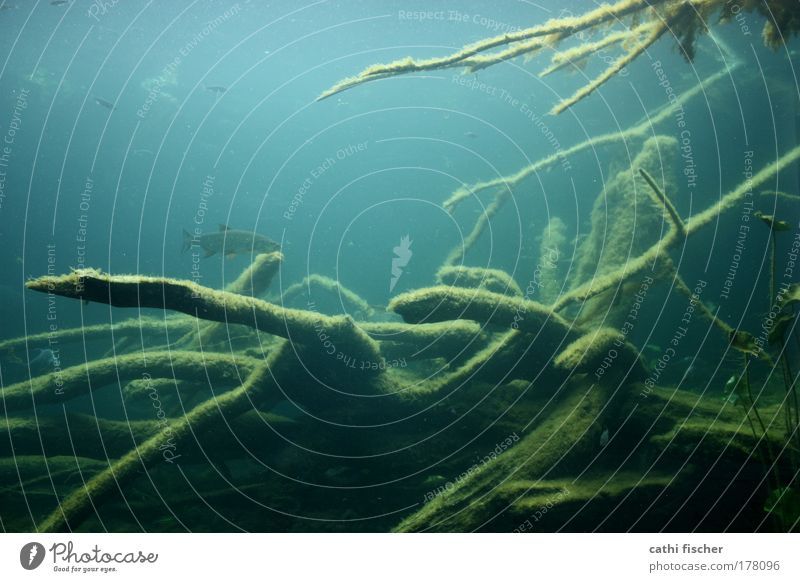 tiefseetaucher Farbfoto Menschenleer Licht Fisch Umwelt Natur Wasser Moor Sumpf See Tier Zoo Aquarium weich blau grün schwarz Baum Ast Algen