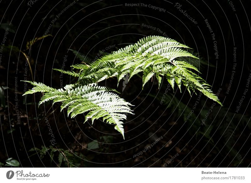 Lichtblick elegant Natur Pflanze Farn Wald Wege & Pfade leuchten ästhetisch glänzend hell Sauberkeit Spitze grün schwarz Stimmung einzigartig exotisch Farnblatt