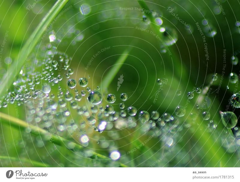 Perlenspiel elegant schön Leben harmonisch Spa Umwelt Natur Pflanze Wasser Wassertropfen Frühling Sommer Klima Regen Gras Halm Garten glänzend hängen frisch