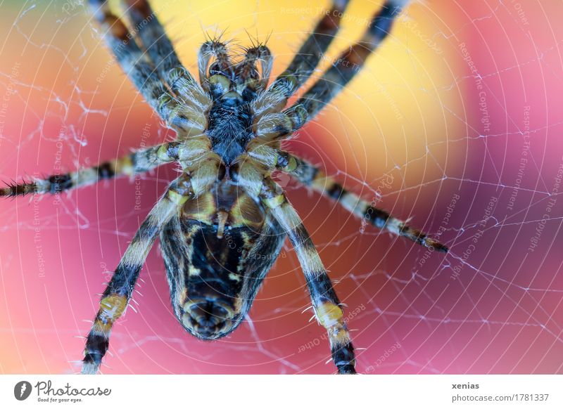Makroaufnahme einer Kreuzspinne im Spinnennetz vor Hintergrund mit Gelb und Rot Nahaufnahme Garten 1 Tier braun gelb rot Brustkorb Abdomen Unteransicht