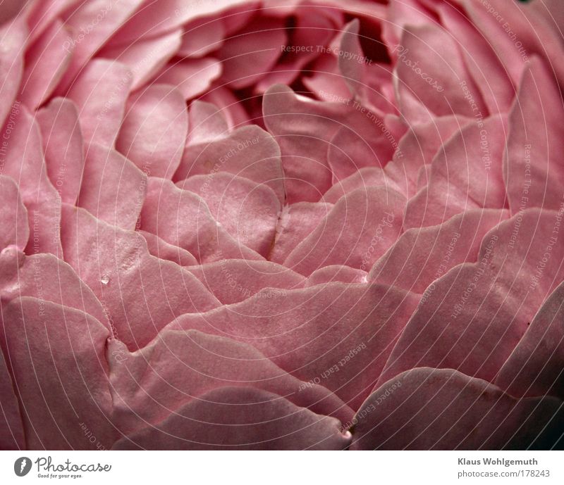 Engliche Rose "Brother Cadfael" öffnet ihre Blütenknospe und zeigt viele Blütenblätter Farbfoto Außenaufnahme Nahaufnahme Menschenleer Tag Licht Schatten