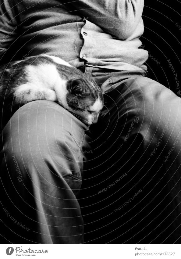 zu Zweit Innenaufnahme Tag Starke Tiefenschärfe Mensch Männlicher Senior Mann Bauch Beine 1 Hose Jacke Katze Tier schlafen sitzen träumen Zusammensein