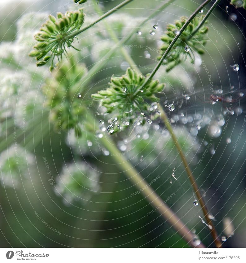 decorated with dewdrops Farbfoto Außenaufnahme Nahaufnahme Detailaufnahme Menschenleer Morgen Reflexion & Spiegelung Sonnenlicht Schwache Tiefenschärfe Natur