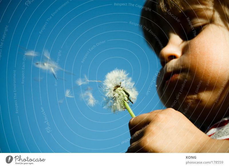 pfffffft Farbfoto Textfreiraum links Sonnenlicht Schwache Tiefenschärfe Porträt Kindererziehung Luftverkehr Kleinkind Junge Mund 3-8 Jahre Kindheit Pflanze