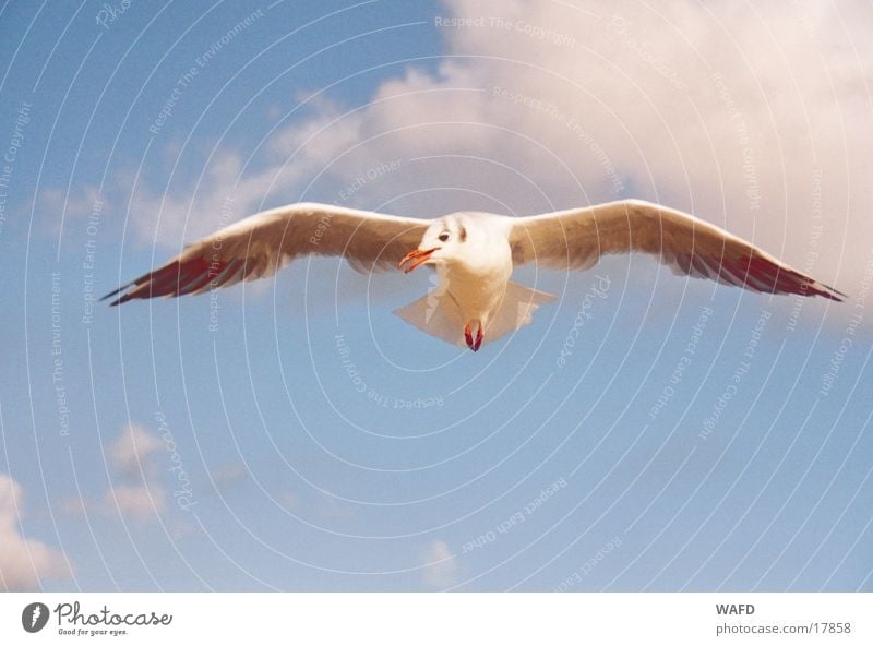 Neugier Möwe Meer Vogel Wolken St. Peter-Ording Himmel blau fliegen Nordsee