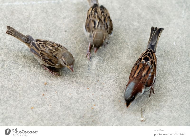flotter Dreier Farbfoto Außenaufnahme Tierporträt Wildtier Vogel Spatz 3 füttern Ernährung
