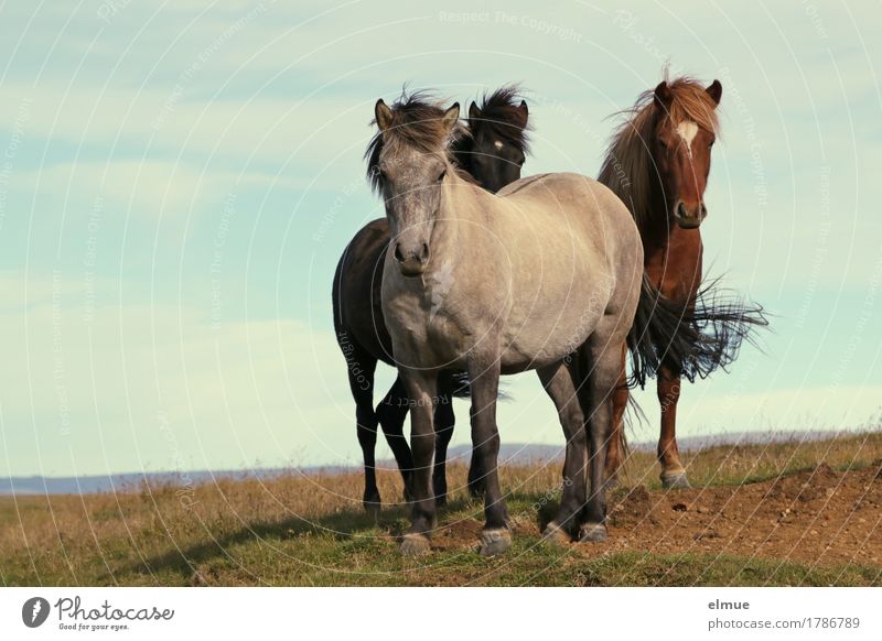 neugierige Isländer Ferien & Urlaub & Reisen Wind Island Pferd Island Ponys Mähne Schwanz Schimmel Brauner Rappe Tiergruppe Kommunizieren stehen authentisch